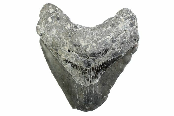 Partial, Fossil Megalodon Tooth - North Carolina #370228
